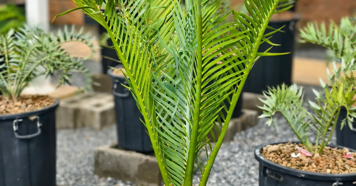 Macrozamia Macdonellii 006