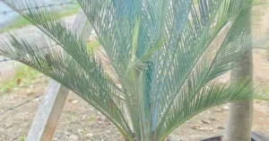 Macrozamia Macdonellii 007