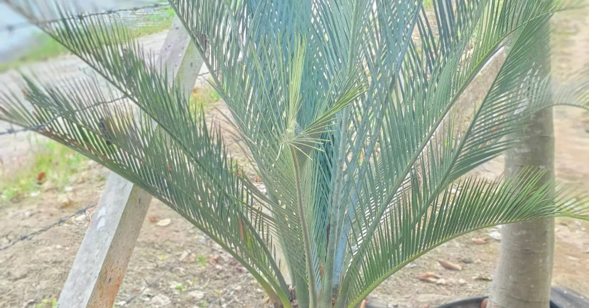 Macrozamia Macdonellii 007