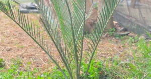 Macrozamia Macdonellii 008