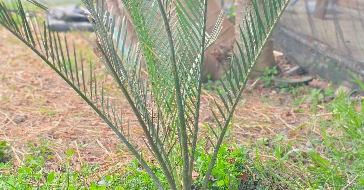 Macrozamia Macdonellii 008