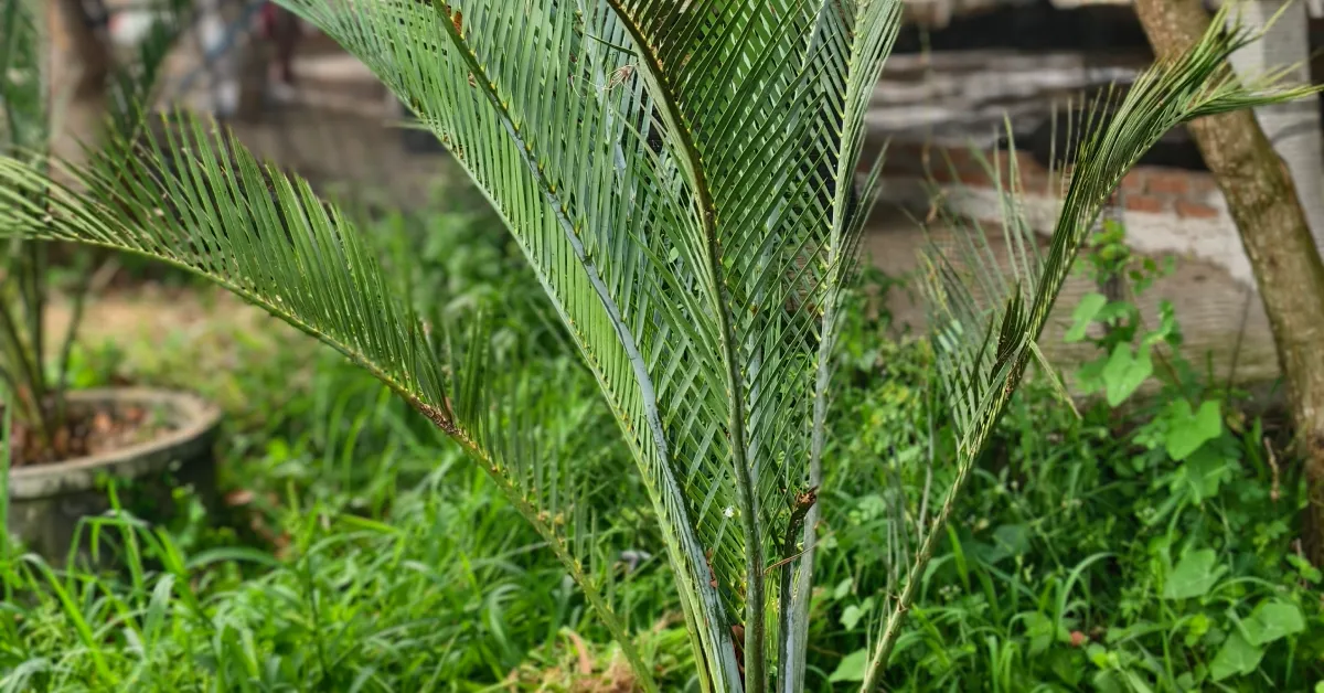 Macrozamia Macdonellii 009