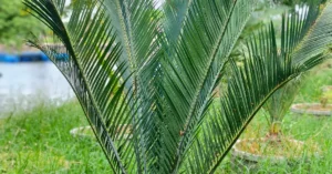 Macrozamia Macdonellii 010