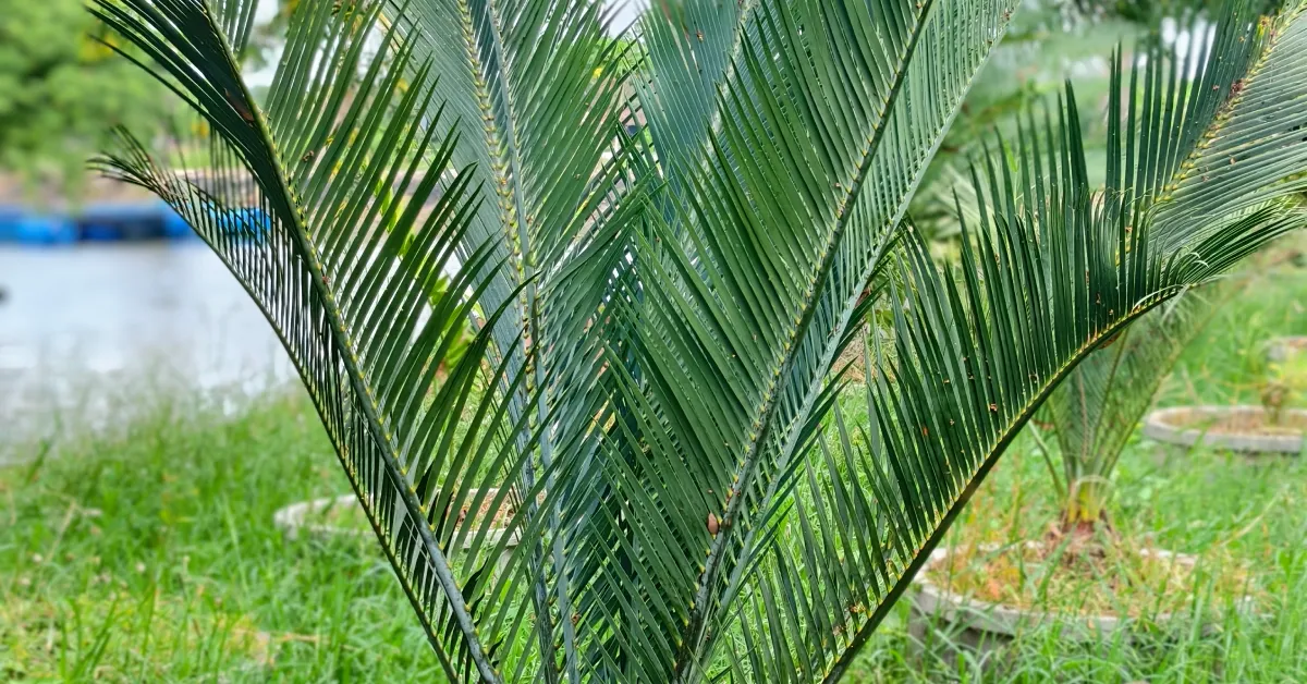 Macrozamia Macdonellii 010