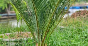 Macrozamia Macdonellii 011