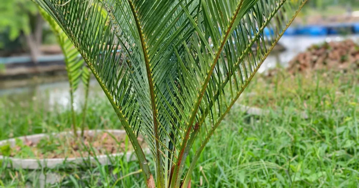 Macrozamia Macdonellii 011