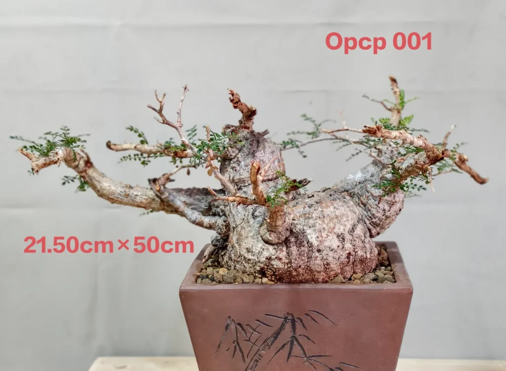 Operculicarya Pachypus (OPCP 001)