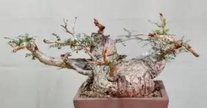 Operculicarya Pachypus 001