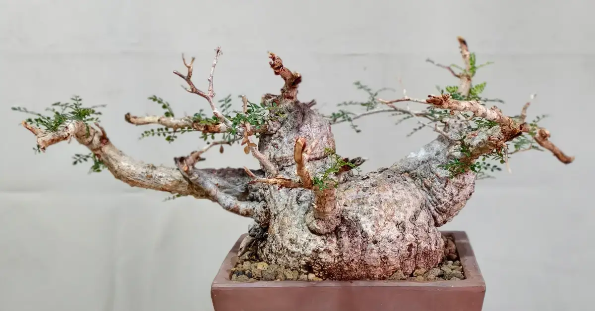 Operculicarya Pachypus 001