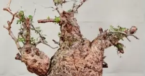 Operculicarya Pachypus 002