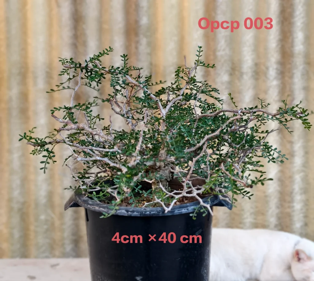 Operculicarya Pachypus (OPCP 003)