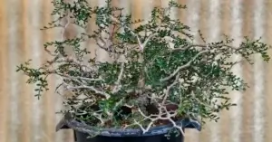 Operculicarya Pachypus 003
