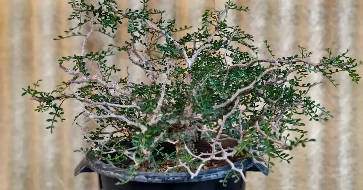 Operculicarya Pachypus 003