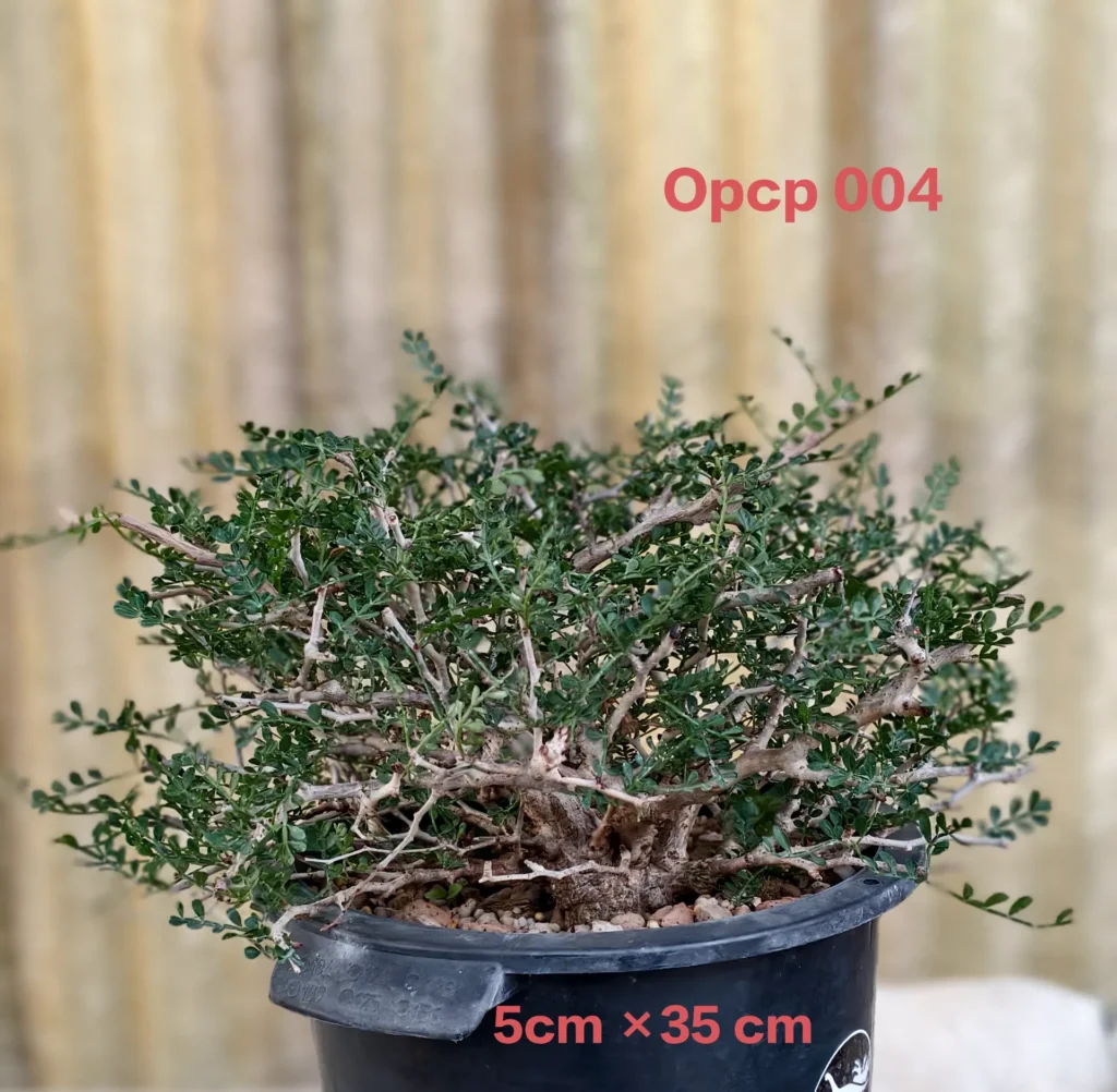Operculicarya Pachypus (OPCP 004)
