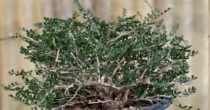 Operculicarya Pachypus 004