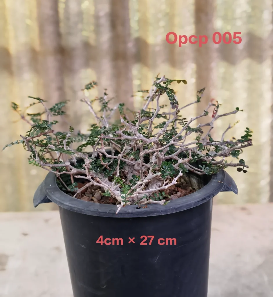 Operculicarya Pachypus (OPCP 005)