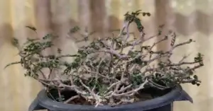 Operculicarya Pachypus 005