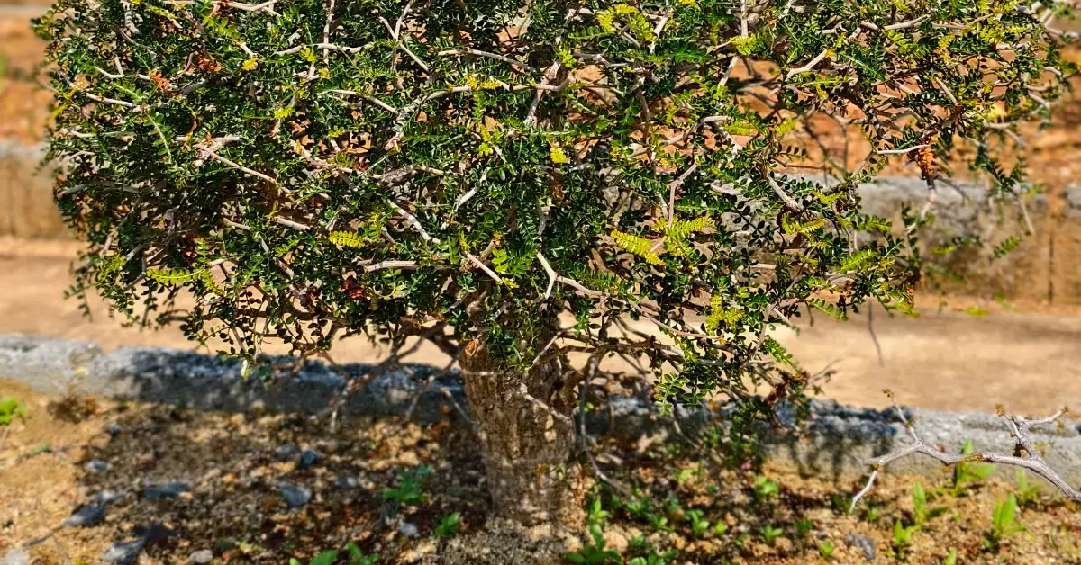 Operculicarya Pachypus 008