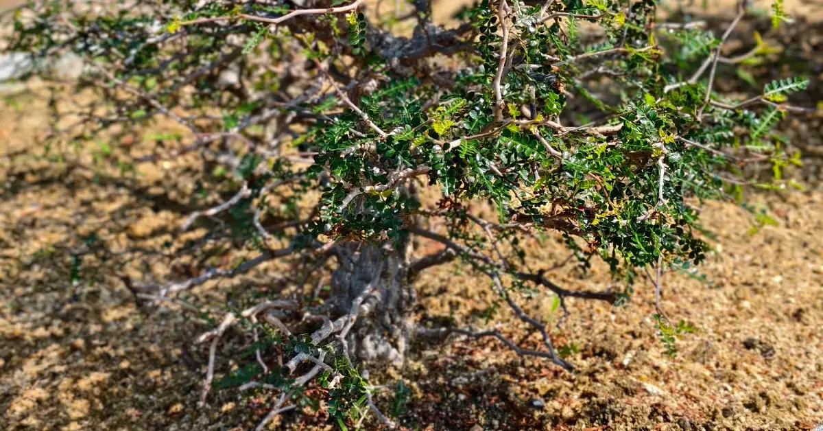 Operculicarya Pachypus 010