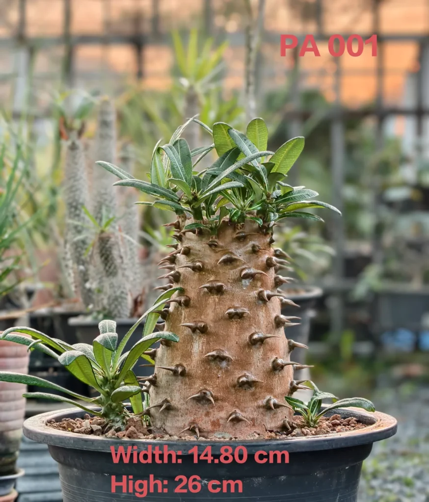 Pachypodium Ambongense (PA001)