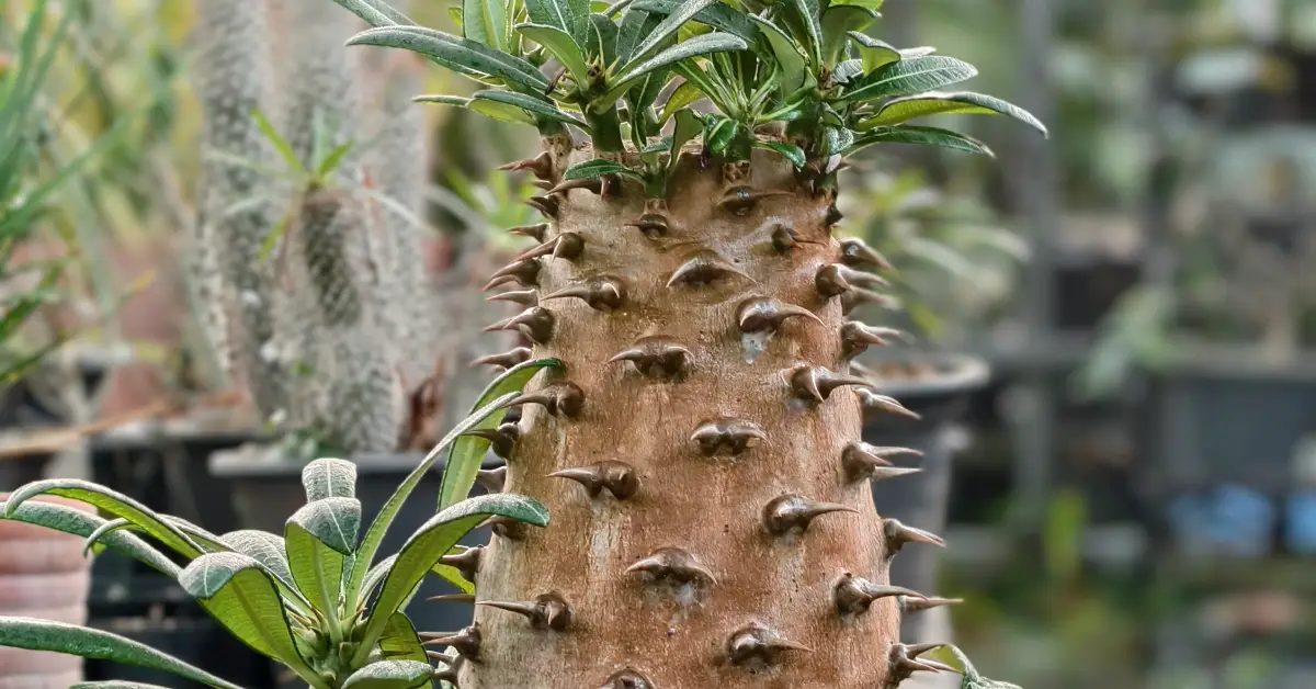 Pachypodium Ambongense 001