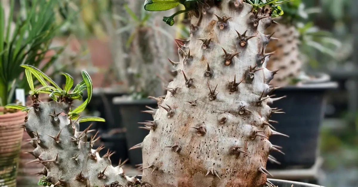 Pachypodium Ambongense 002