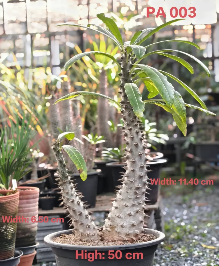 Pachypodium Ambongense (PA003)
