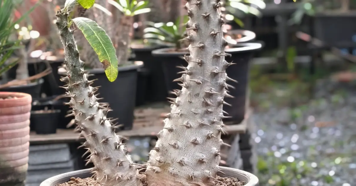 Pachypodium Ambongense 003