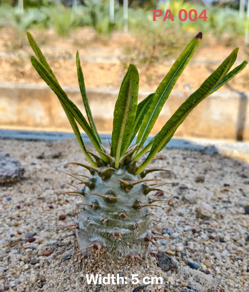 Pachypodium Ambongense (PA004)