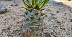 Pachypodium Ambongense 004