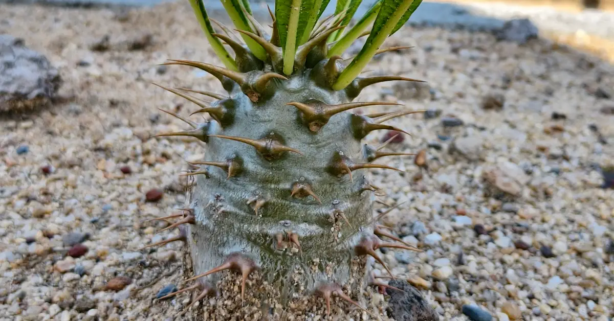 Pachypodium Ambongense 004