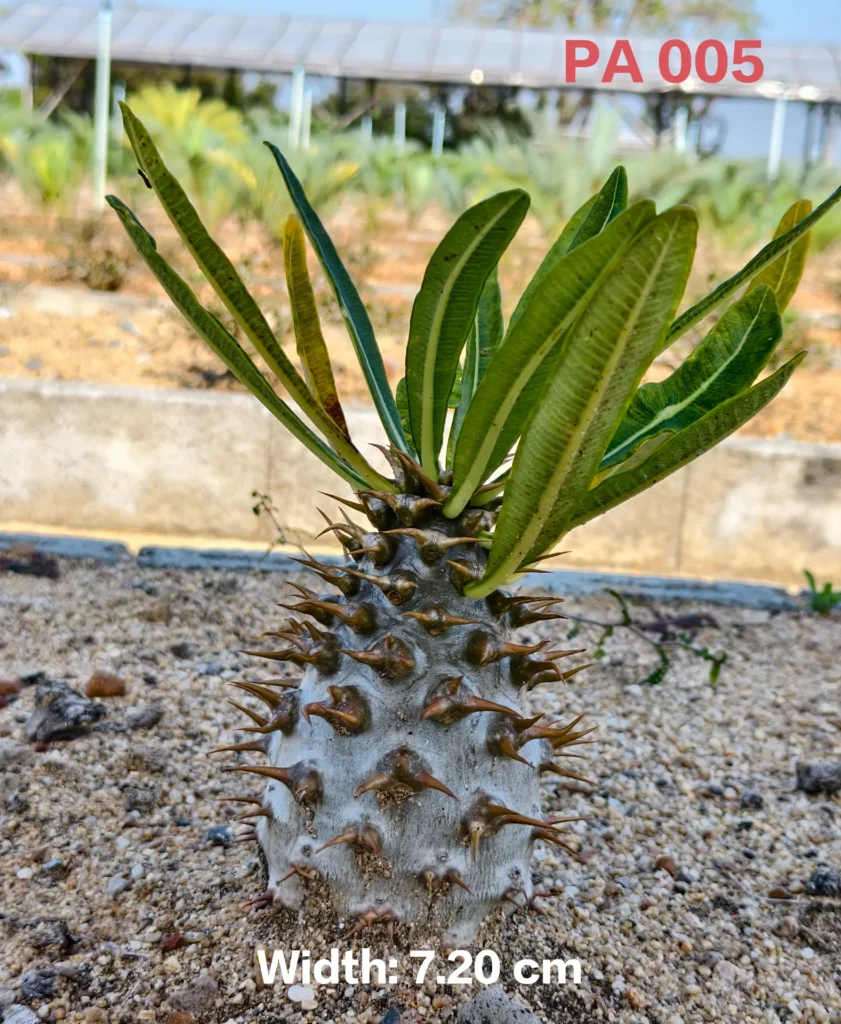 Pachypodium Ambongense (PA005)