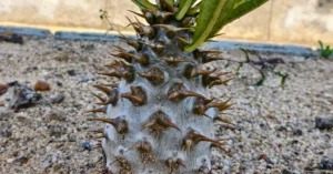 Pachypodium Ambongense 005