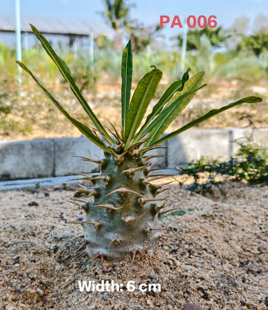 Pachypodium Ambongense (PA006)