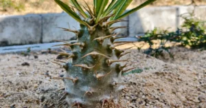 Pachypodium Ambongense 006