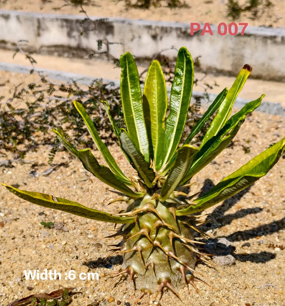 Pachypodium Ambongense (PA007)
