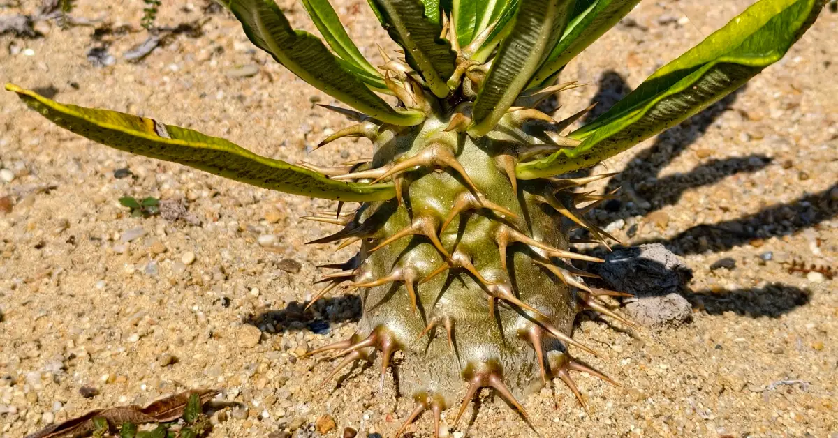 Pachypodium Ambongense 007