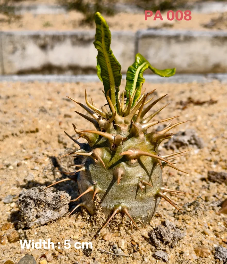 Pachypodium Ambongense (PA008)