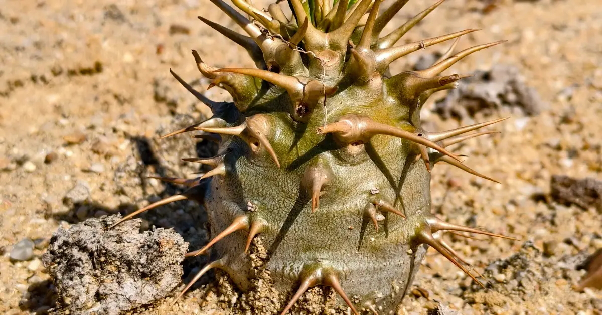 Pachypodium Ambongense 008