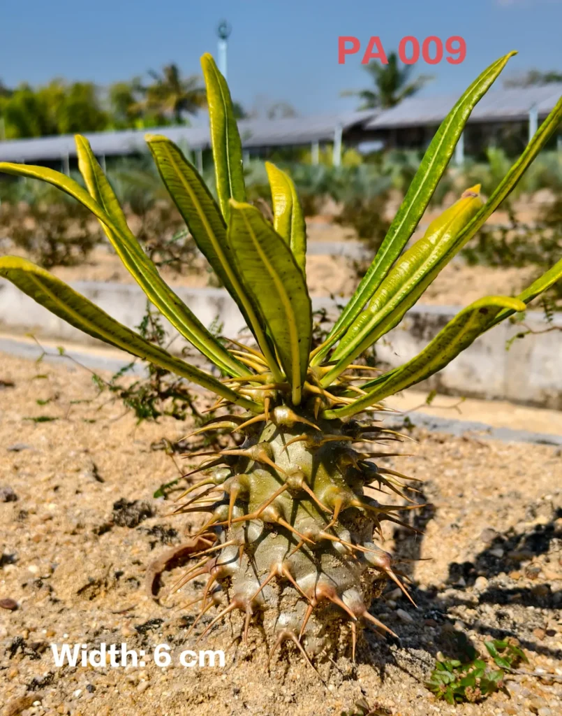 Pachypodium Ambongense (PA009)