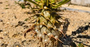 Pachypodium Ambongense 009