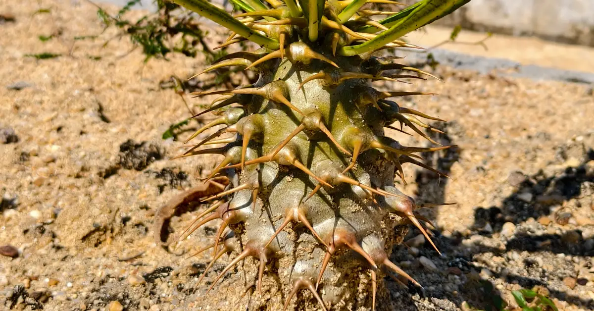 Pachypodium Ambongense 009