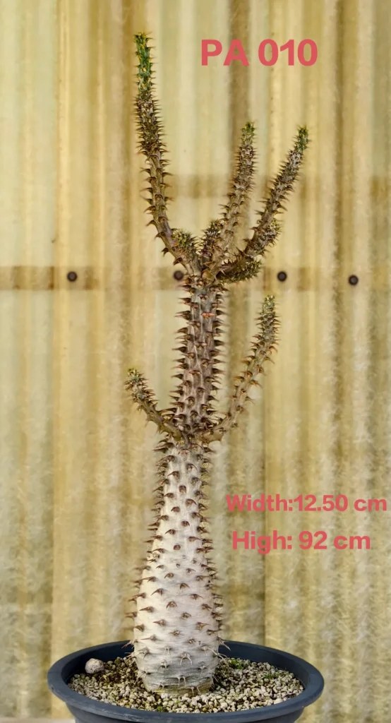Pachypodium Ambongense (PA010)
