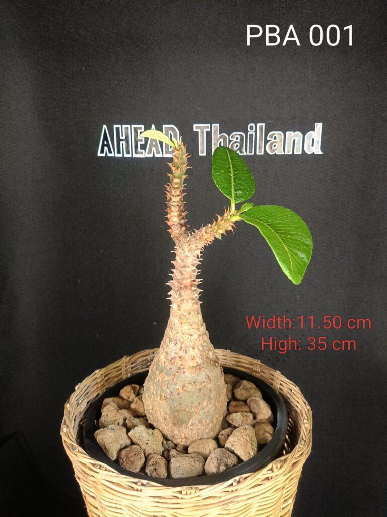 Pachypodium Baronii (PBA001)