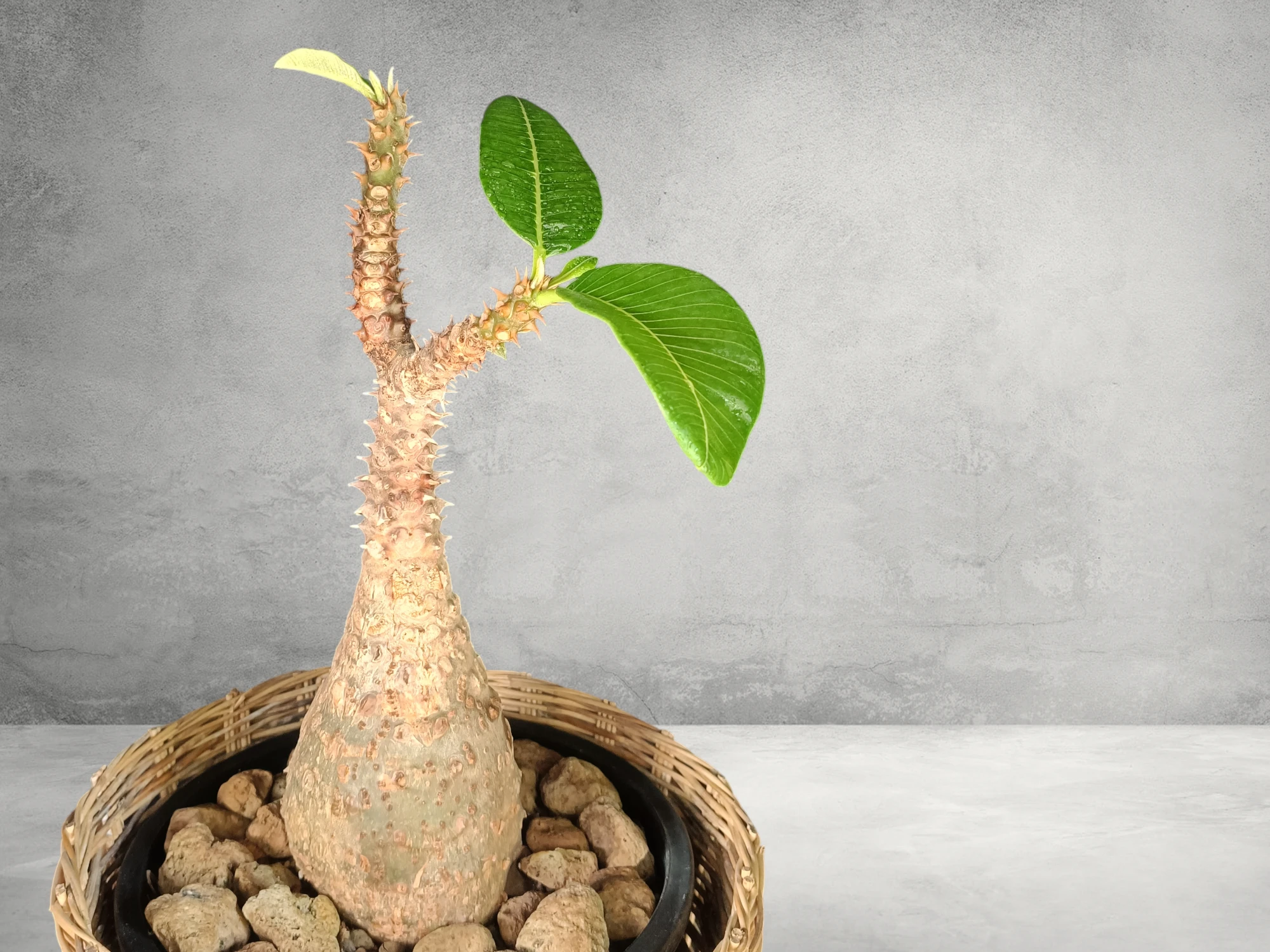 Pachypodium Baronii 001