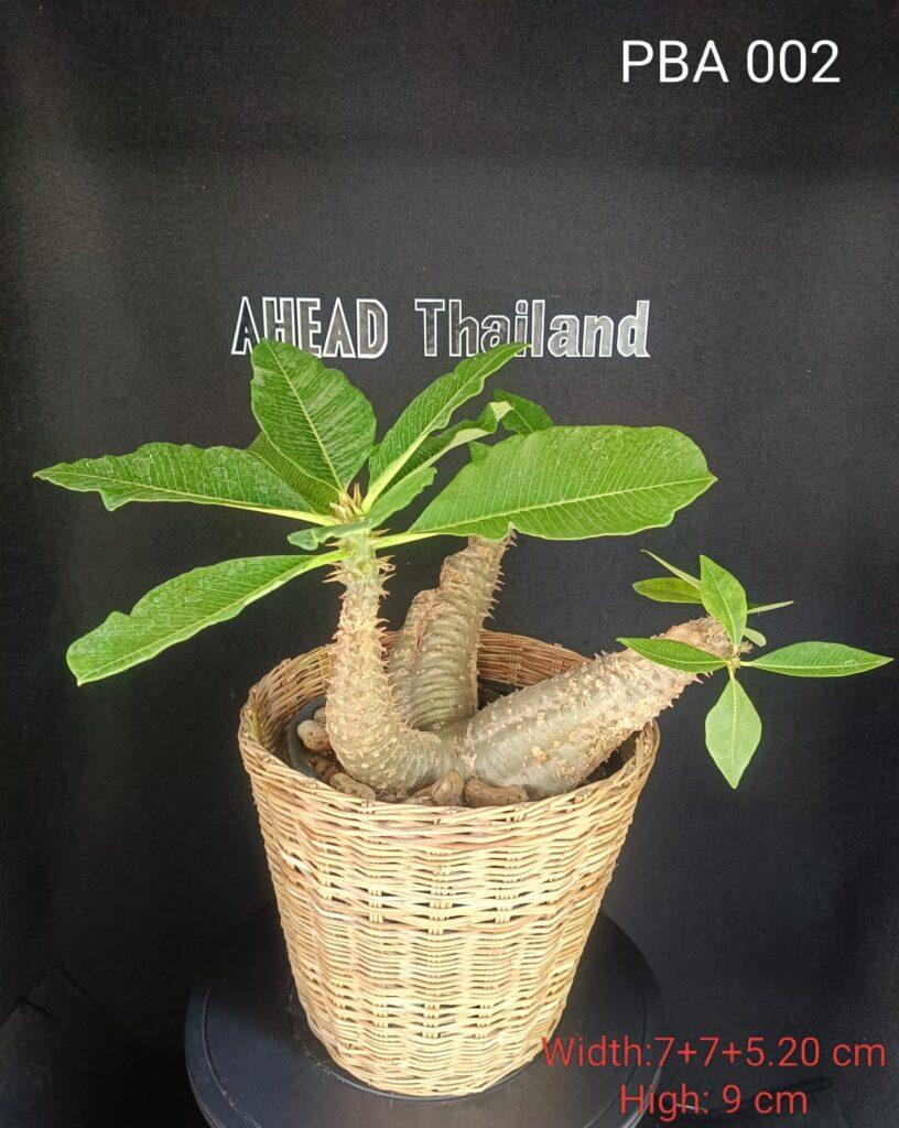 Pachypodium Baronii (PBA002)