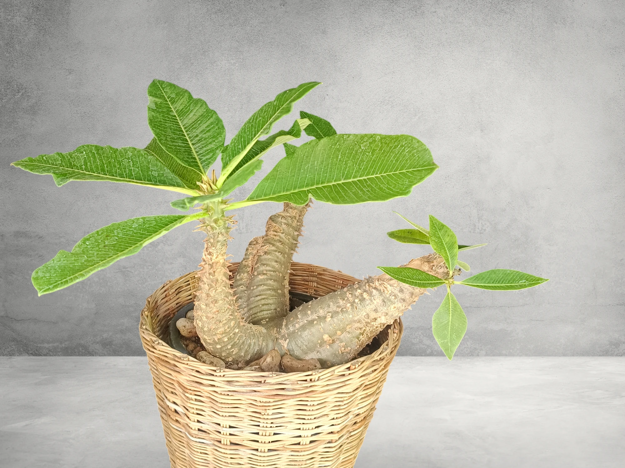 Pachypodium Baronii 002