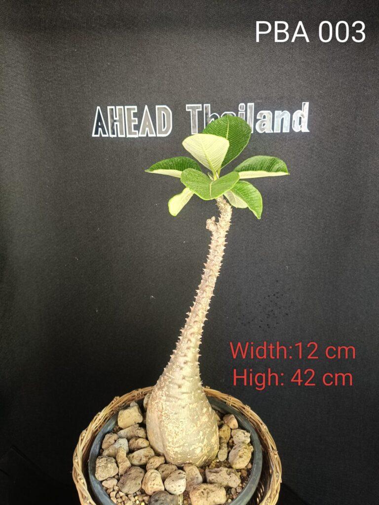 Pachypodium Baronii (PBA003)