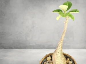 Pachypodium Baronii 003