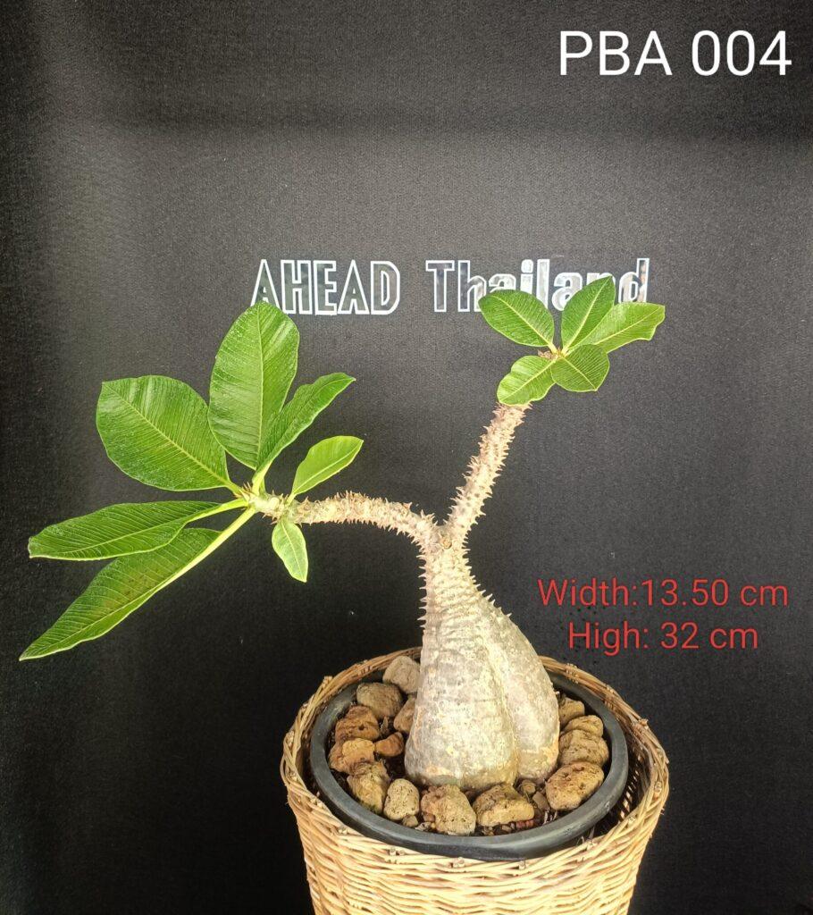 Pachypodium Baronii (PBA004)